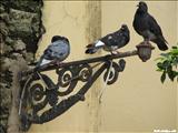 Parque de las Palomas - SAN JUAN